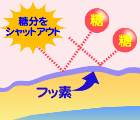 【フッ素コーティング】